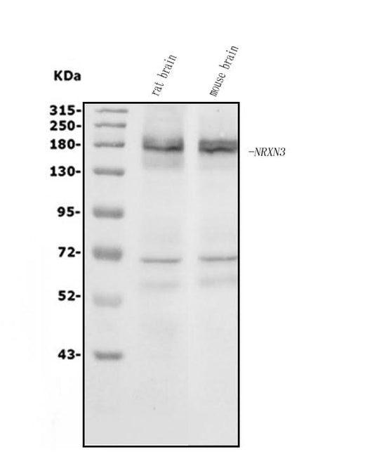 Anti-NRXN3 Antibody Picoband® Boster Bio