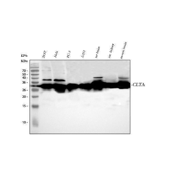 Anti-CLTA Antibody Picoband® Boster Bio