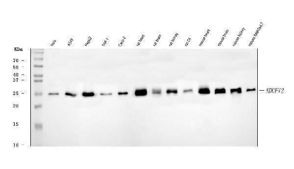 Anti-NDUFV2 Antibody Picoband® Boster Bio