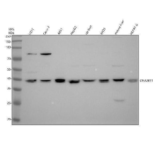 Anti-DNER Antibody Picoband® Boster Bio