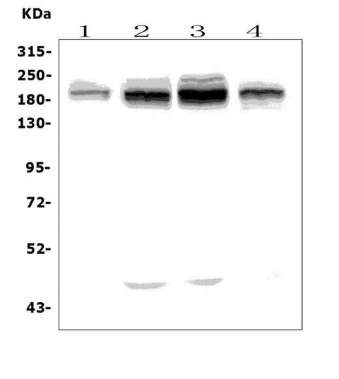 Anti-UBR2 Picoband® Antibody Boster Bio
