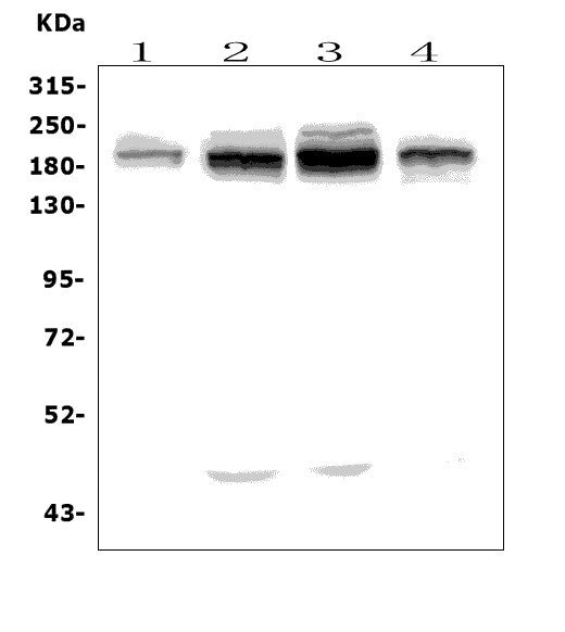 Anti-UBR2 Picoband® Antibody Boster Bio