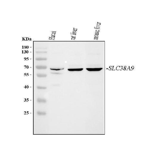 Anti-SLC38A9 Antibody Picoband® Boster Bio