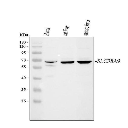 Anti-SLC38A9 Antibody Picoband® Boster Bio