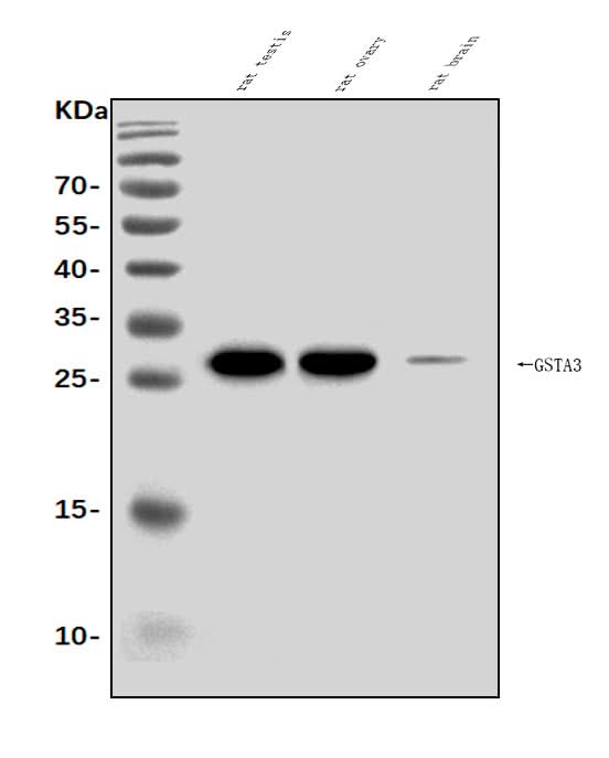 Anti-Gsta3 Antibody Picoband® Boster Bio