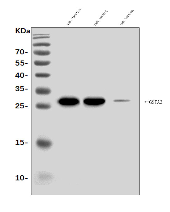 Anti-Gsta3 Antibody Picoband® Boster Bio