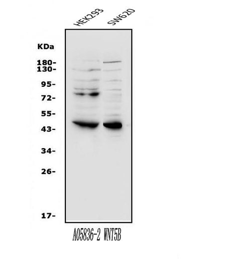 Anti-Wnt5b Antibody Picoband® Boster Bio