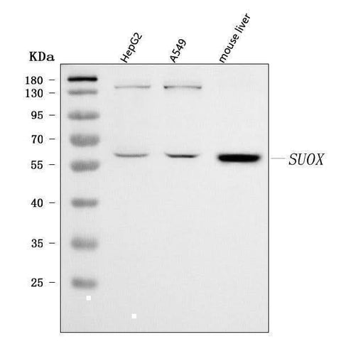 Anti-Sulfite oxidase/SUOX Antibody Picoband® Boster Bio