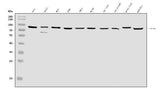 Anti-SEC23B Antibody Picoband® Boster Bio