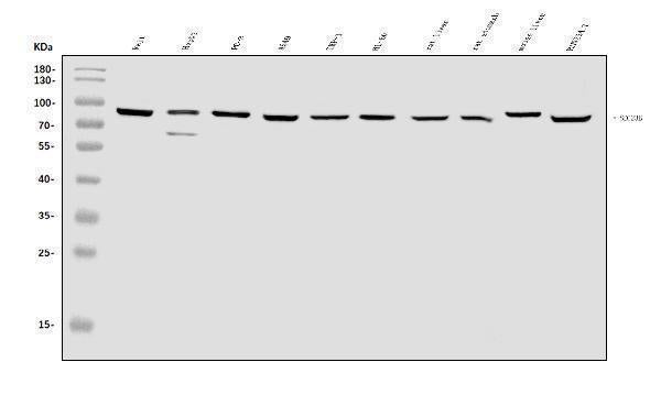 Anti-SEC23B Antibody Picoband® Boster Bio