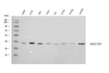Anti-HSD17B7 Antibody Picoband® Boster Bio