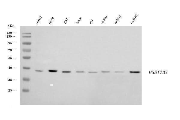 Anti-HSD17B7 Antibody Picoband® Boster Bio