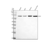 Anti-H6PD Antibody Picoband® Boster Bio