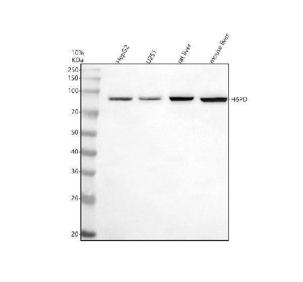 Anti-H6PD Antibody Picoband® Boster Bio