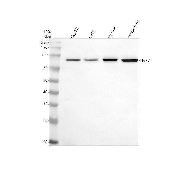 Anti-H6PD Antibody Picoband® Boster Bio