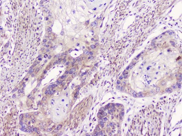 Anti-GM130/GOLGA2 Antibody Picoband® Boster Bio