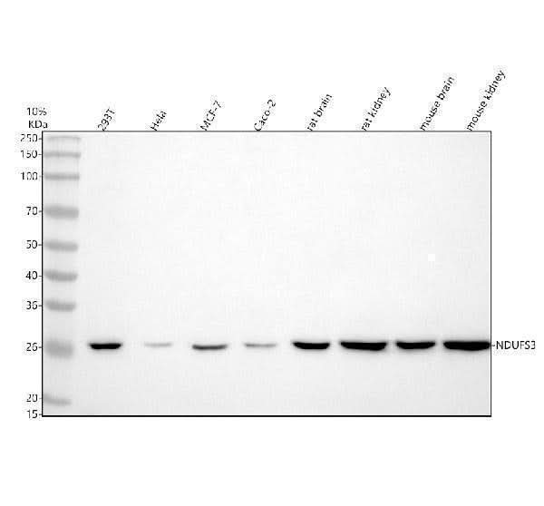 Anti-NDUFS3 Antibody Picoband® Boster Bio