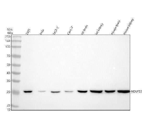 Anti-NDUFS3 Antibody Picoband® Boster Bio