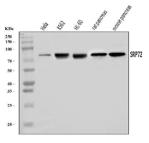 Anti-SRP72 Antibody Picoband® Boster Bio