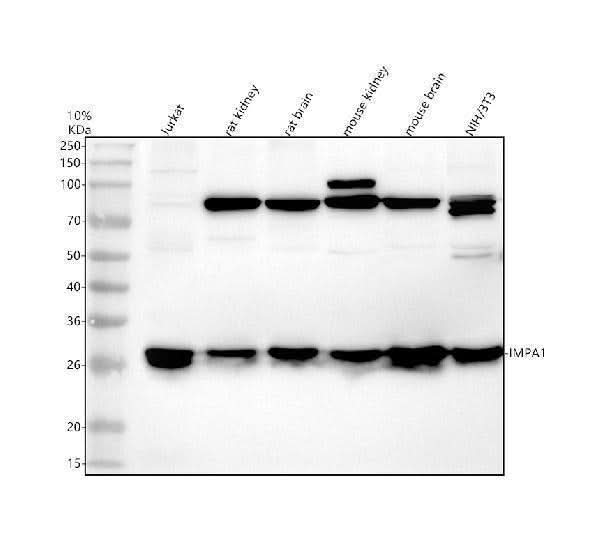 Anti-IMPA1 Antibody Picoband® Boster Bio