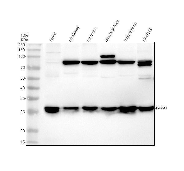 Anti-IMPA1 Antibody Picoband® Boster Bio