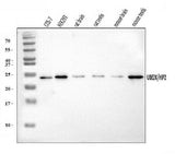 Anti-HIP2/LIG/UBE2K Antibody Picoband® Boster Bio