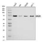 Anti-GRASP65/GORASP1 Antibody Picoband® Boster Bio