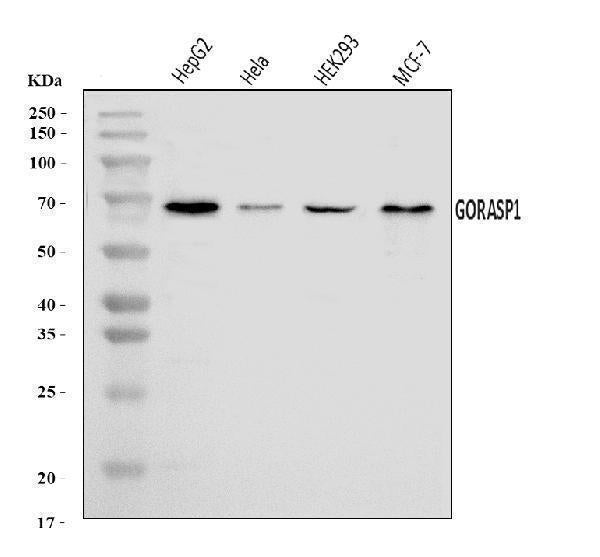 Anti-GRASP65/GORASP1 Antibody Picoband® Boster Bio