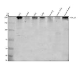 Anti-PRRC2A Antibody Picoband® Boster Bio