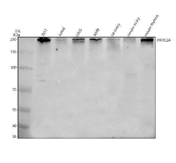 Anti-PRRC2A Antibody Picoband® Boster Bio
