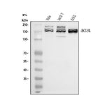 Anti-BCL9L Antibody Picoband® Boster Bio