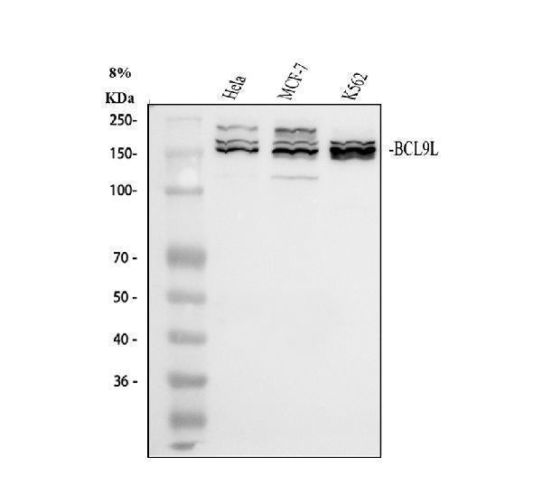 Anti-BCL9L Antibody Picoband® Boster Bio