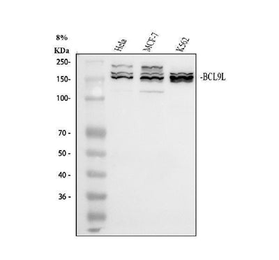 Anti-BCL9L Antibody Picoband® Boster Bio