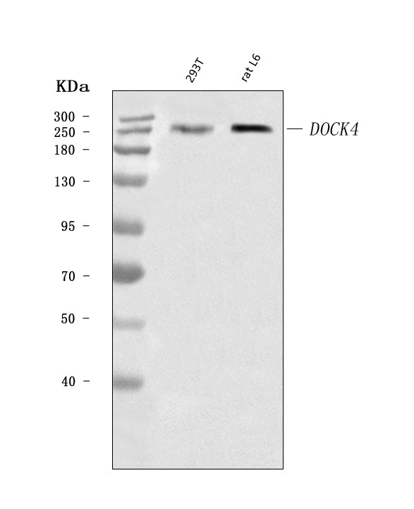 Anti-DOCK4 Antibody Picoband® Boster Bio
