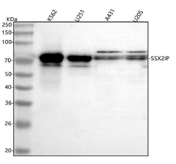 Anti-SSX2IP Antibody Picoband® Boster Bio