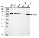 Anti-MIRO1/RHOT1 Antibody Picoband® Boster Bio