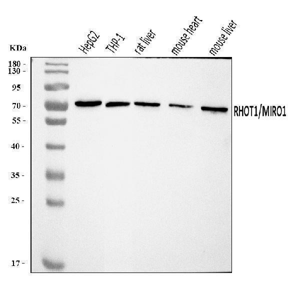 Anti-MIRO1/RHOT1 Antibody Picoband® Boster Bio