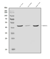Anti-SERINC3 Antibody Picoband® Boster Bio