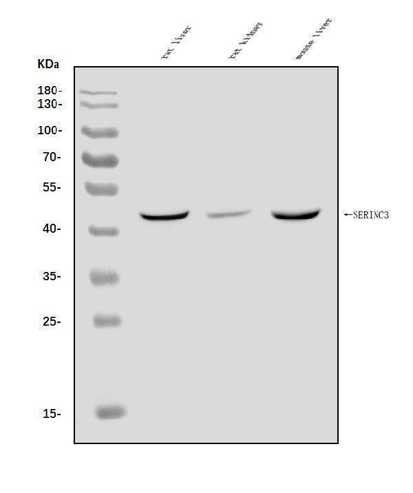 Anti-SERINC3 Antibody Picoband® Boster Bio