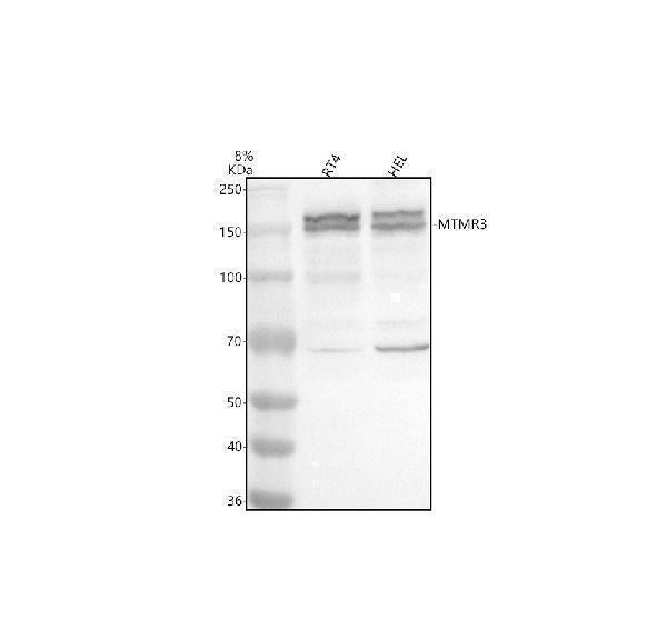 Anti-MTMR3 Antibody Picoband® Boster Bio