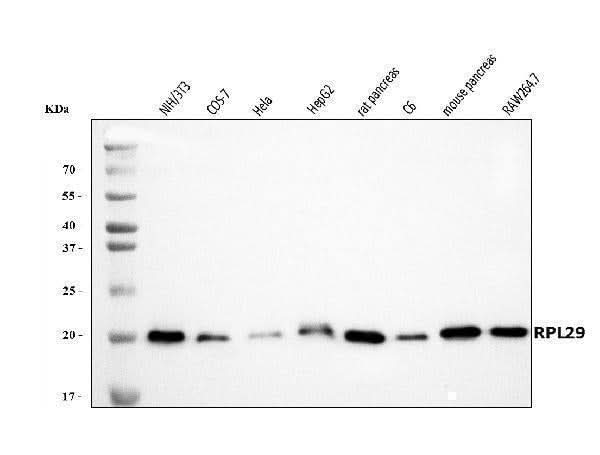 Anti-RPL29 Antibody Picoband® Boster Bio
