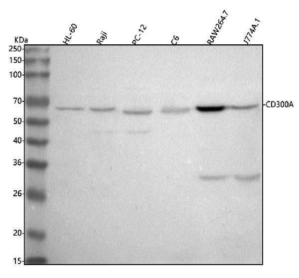Anti-CD300A Antibody Picoband® Boster Bio