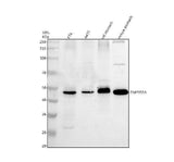 Anti-TMPRSS4 Antibody Picoband® Boster Bio