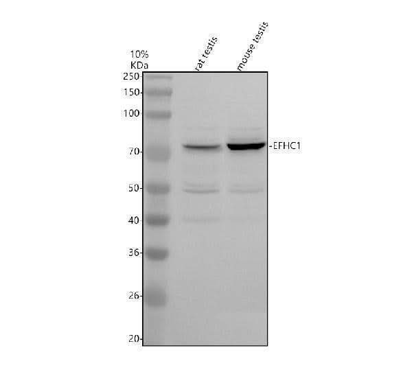 Anti-TIMM44 Antibody Picoband® Boster Bio