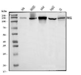 Anti-IWS1 Antibody Picoband® Boster Bio