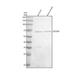 Anti-SLC9A9 Antibody Picoband® Boster Bio