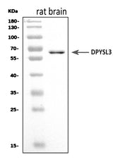 Anti-CRMP4/Dpysl3 Antibody Picoband® Boster Bio
