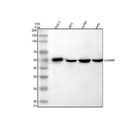 Anti-STAMBP Antibody Picoband® Boster Bio