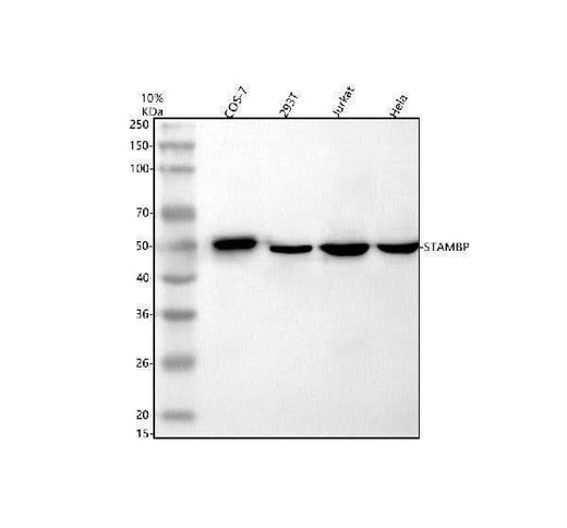 Anti-STAMBP Antibody Picoband® Boster Bio