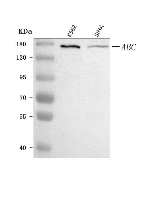Anti-CEP164 Antibody Picoband® Boster Bio